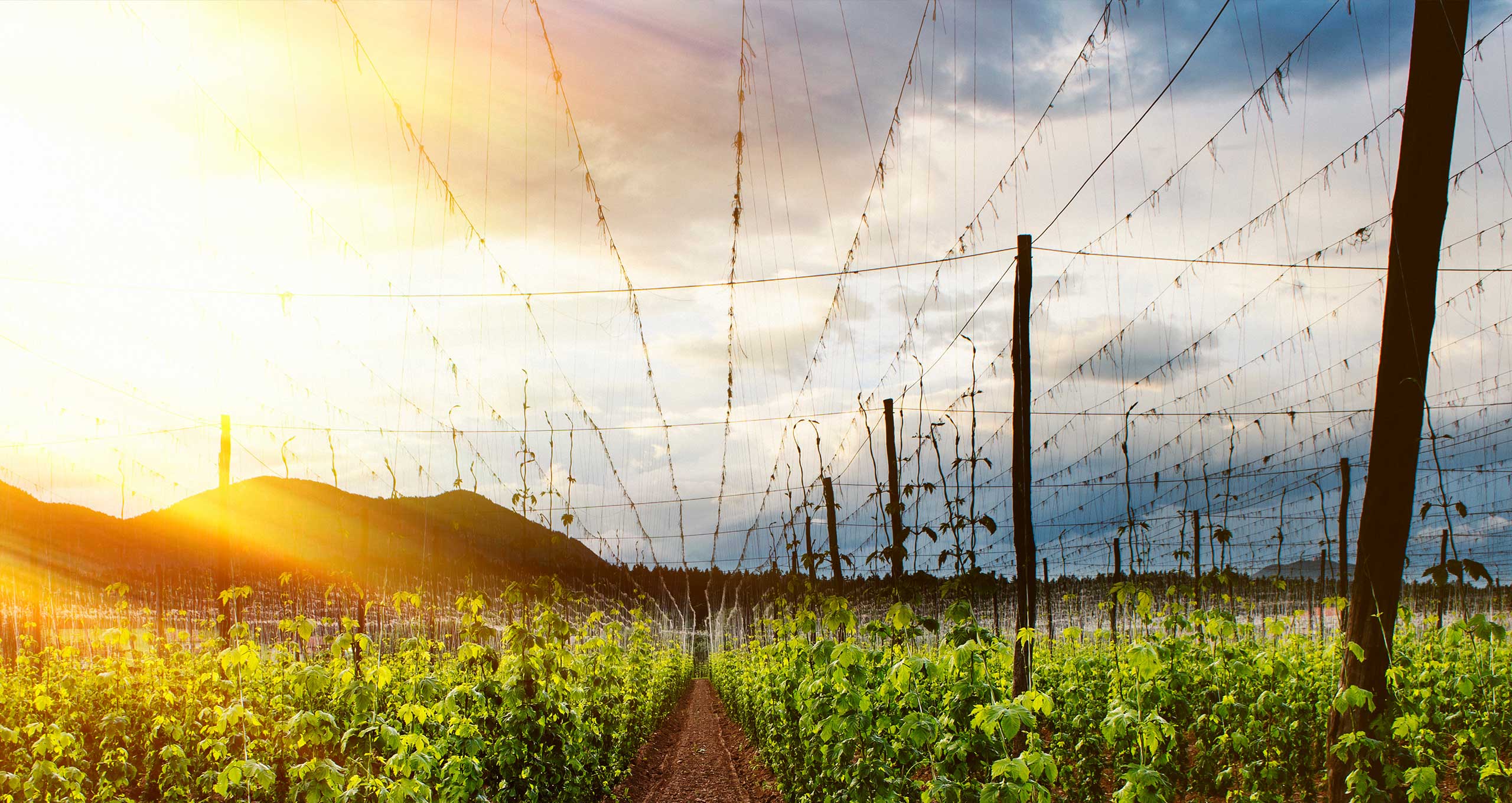 Garten_und_Landschaftsbau_Hopfen-web